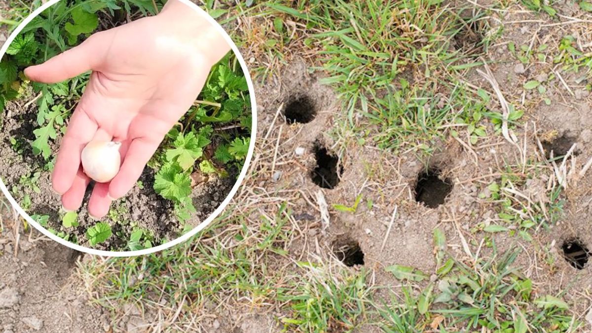 Jak pozbyć się nornic z ogrodu?