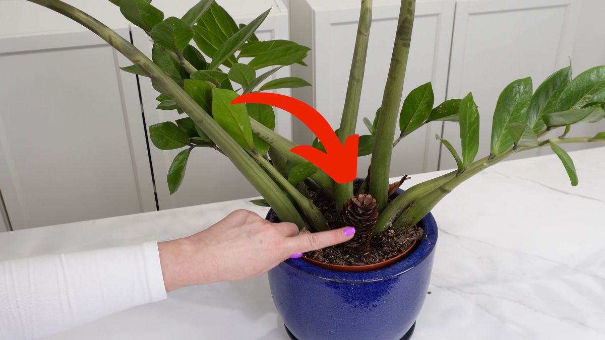 Po co szyszka w doniczce z kwiatem?