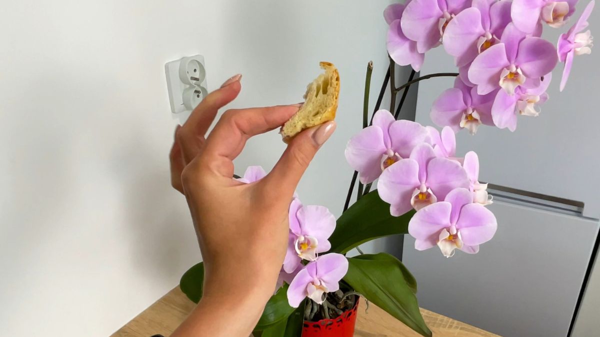 Nawóz dla storczyka z chleba, banana i drożdży