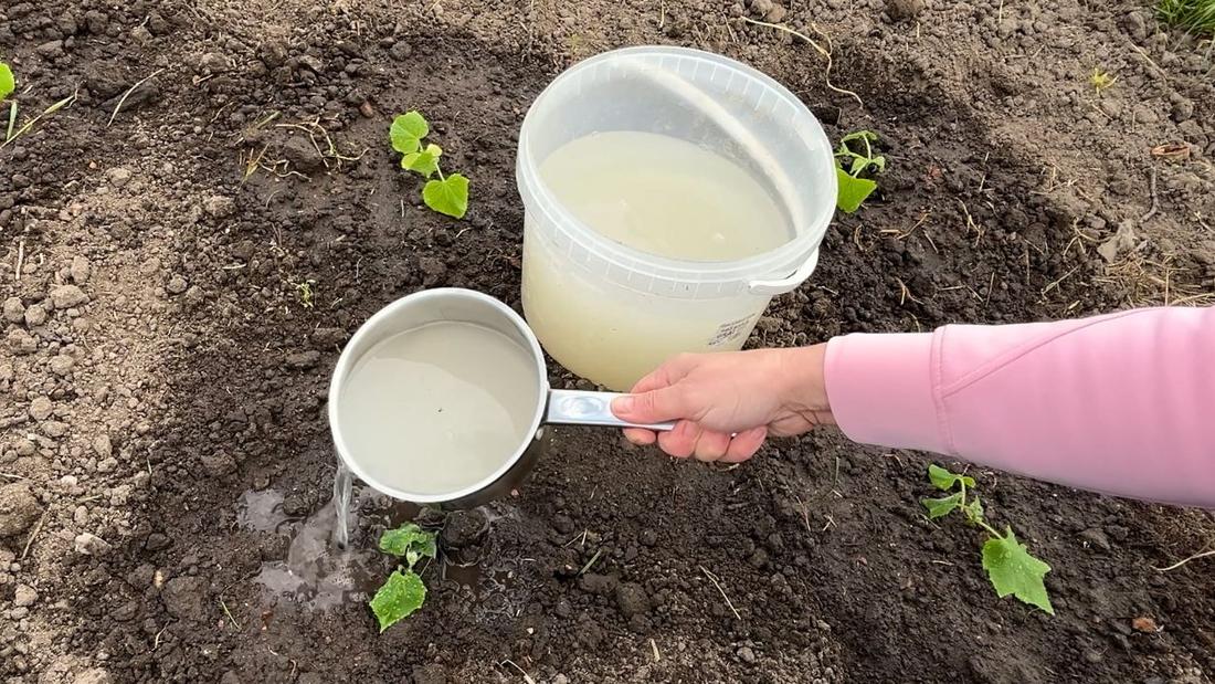 naturalny i domowy nawóz drożdżowy