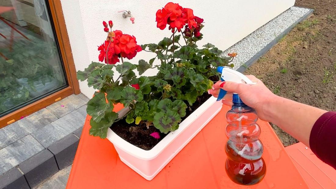podlewanie pelargonii naturalnym nawozem z cebuli
