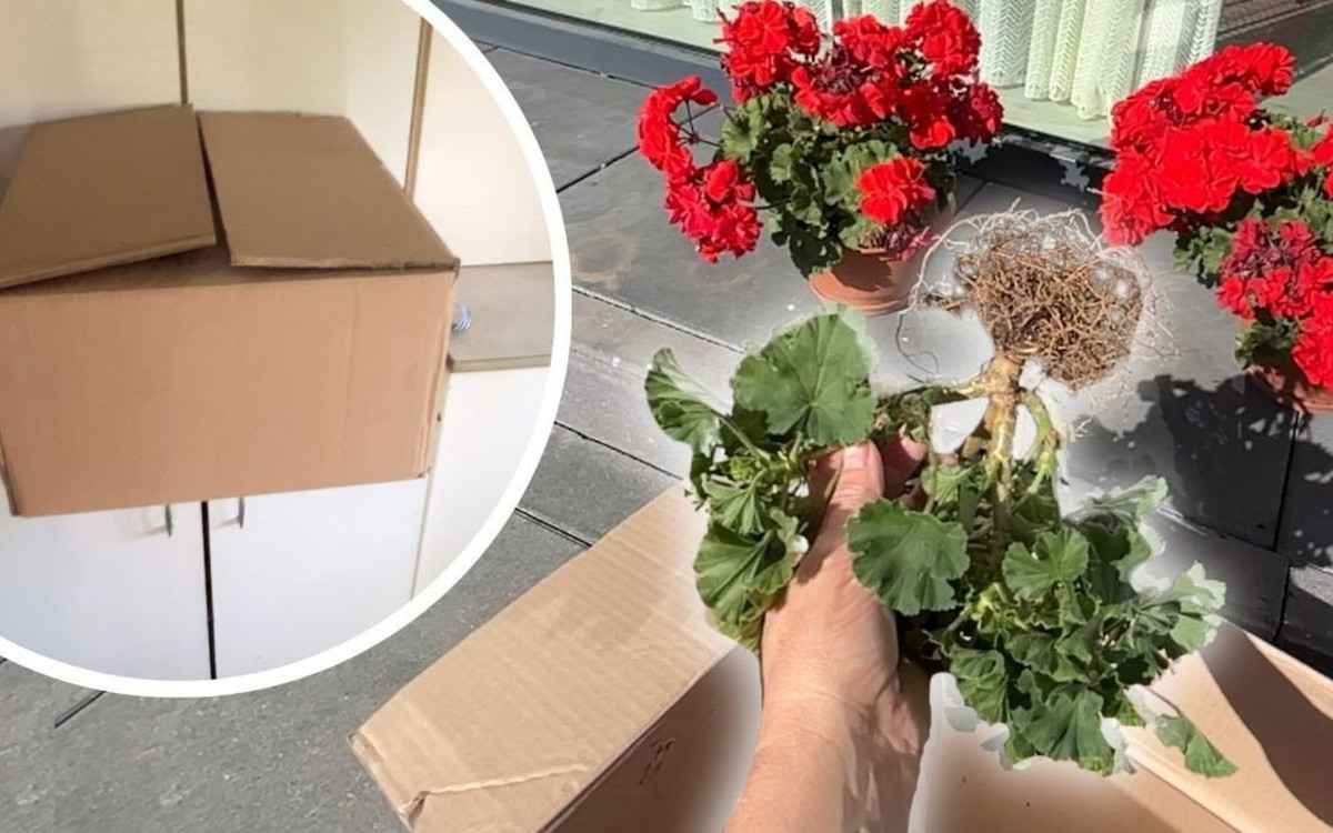 Zimuję pelargonie w piwnicy! Wystarczy karton