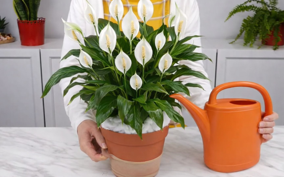 Zamiast wylewać to studzę i podlewam skrzydłokwiat. Znów kwitnie jak szalony