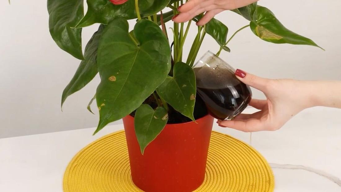 Przygotowanie nawozu do anturium krok po kroku – fusy od kawy zalane wodą w naczyniu