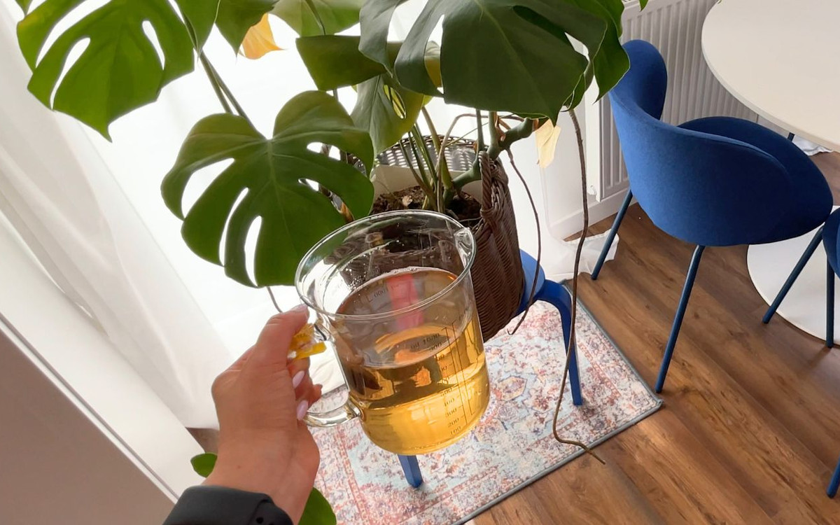 Zamiast wodą podlewam monsterę tym naparem. Wypuszcza liść za liściem