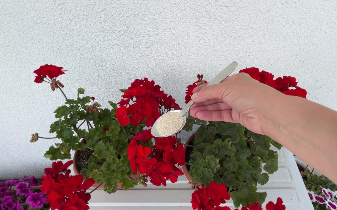 Dodaj 1 łyżkę do pelargonii. Nie będą gubić płatków