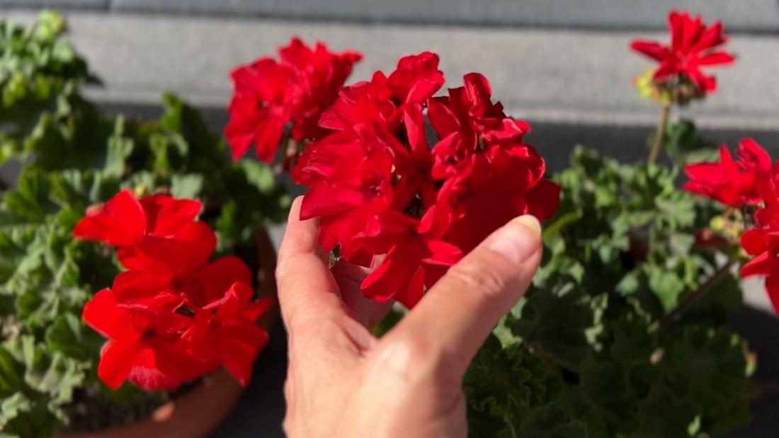 zdrowe pelargonie kwitnące na tarasie przez całe lato