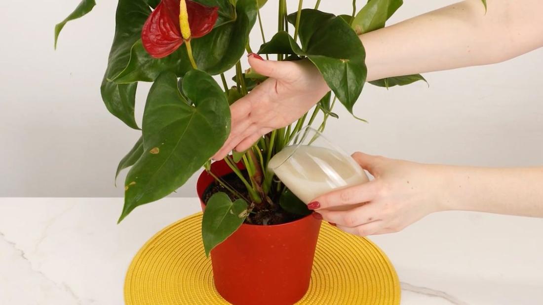 Anturium w doniczce po nawożeniu – bujne kwitnienie, mocne liście i zdrowy wygląd rośliny