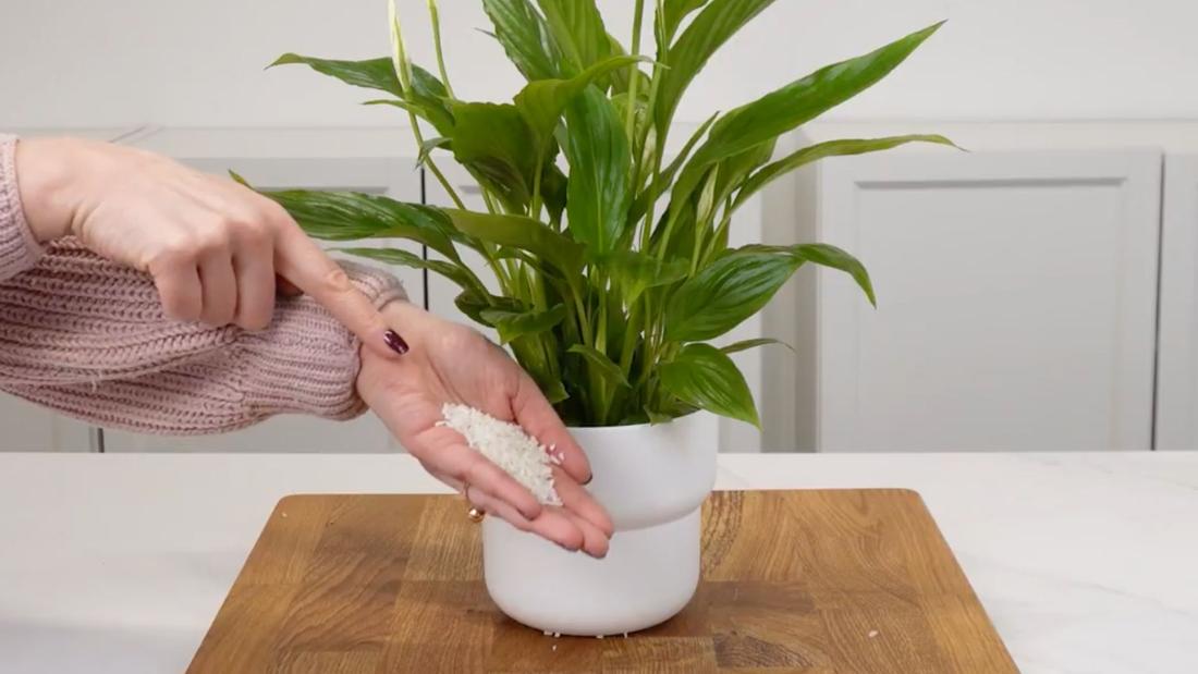 Co zorbić, żeby skrzydłokwiat zawkitł