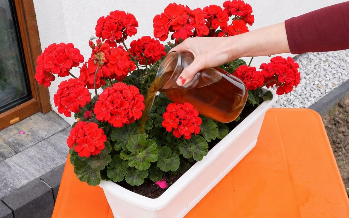 Podlej tym nawozem pelargonie. Będą kwitnąć gęsto i obficie