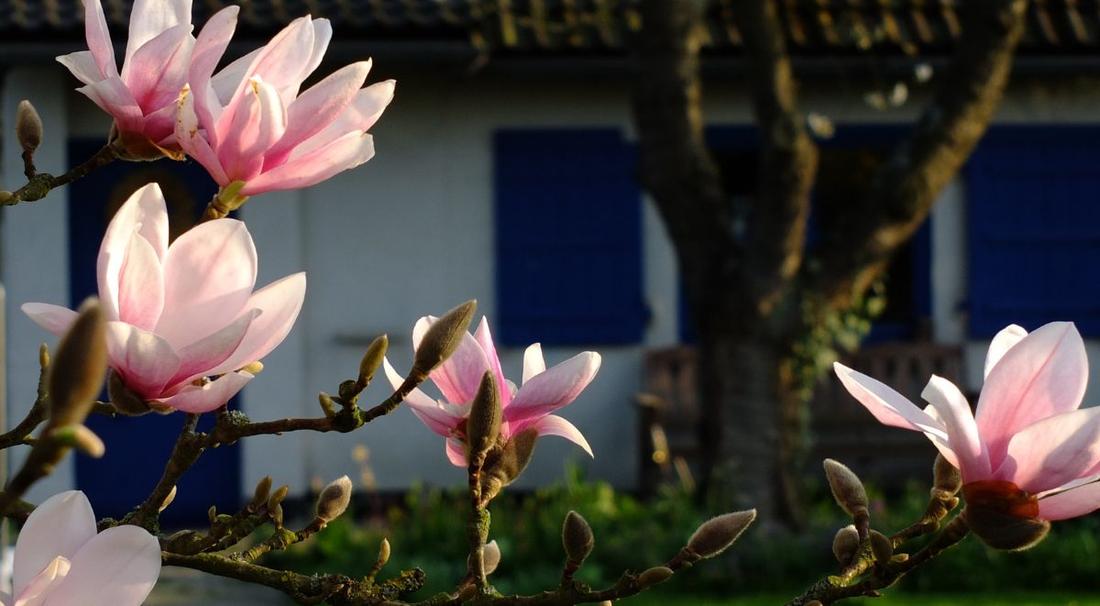 Jak dbać o magnolię żeby kwitła?