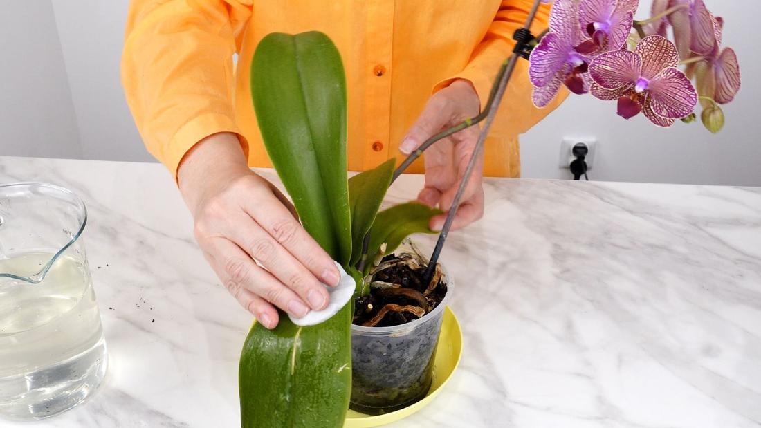 Jak dbać o liscie storczyka