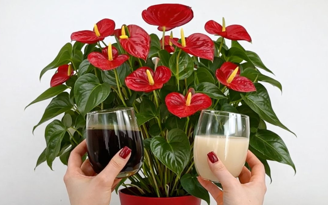 Wystarczą 2 szklanki domowego nawozu. Anturium znów zacznie kwitnąć